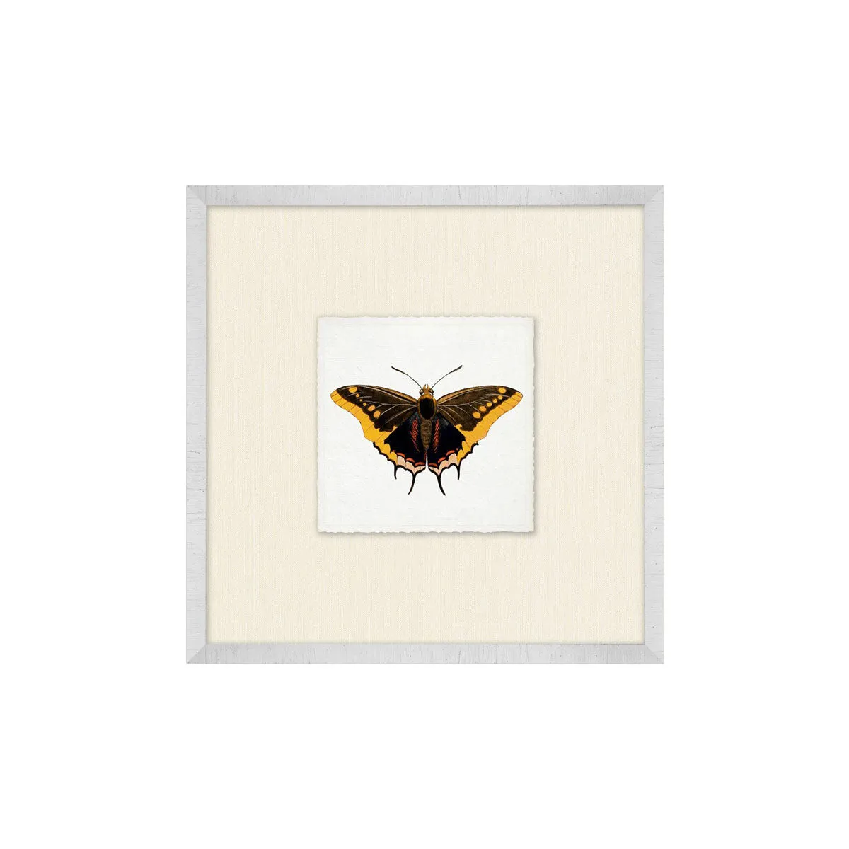 Butterfly Collection