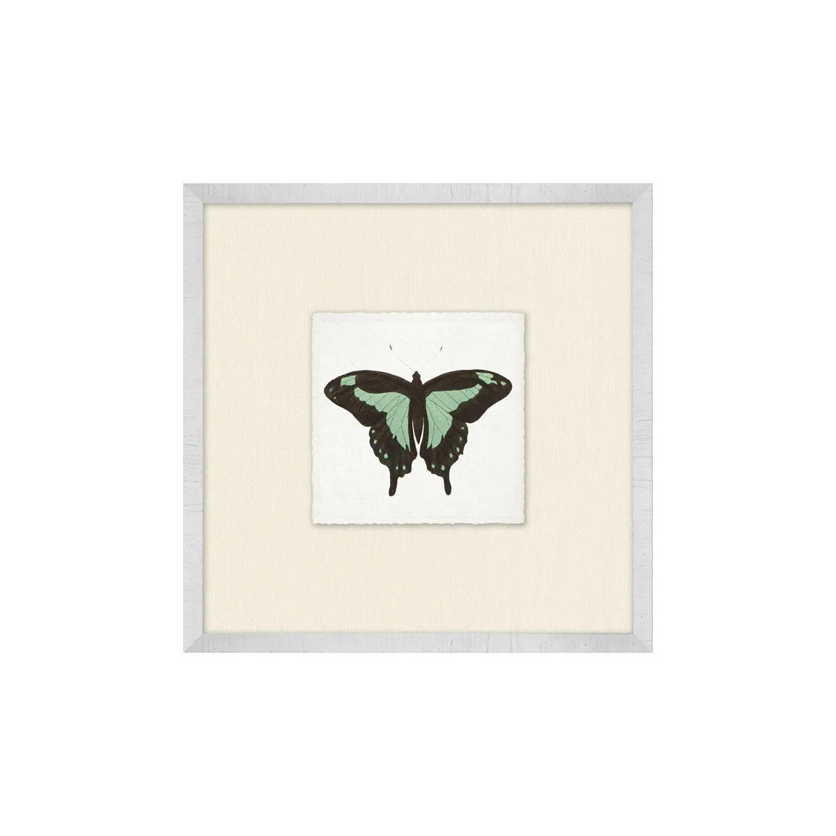 Butterfly Collection