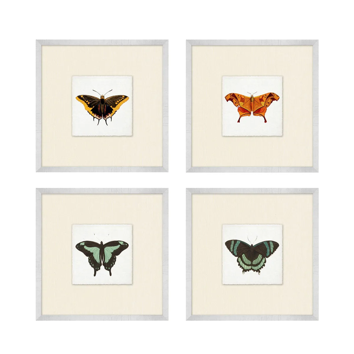 Butterfly Collection