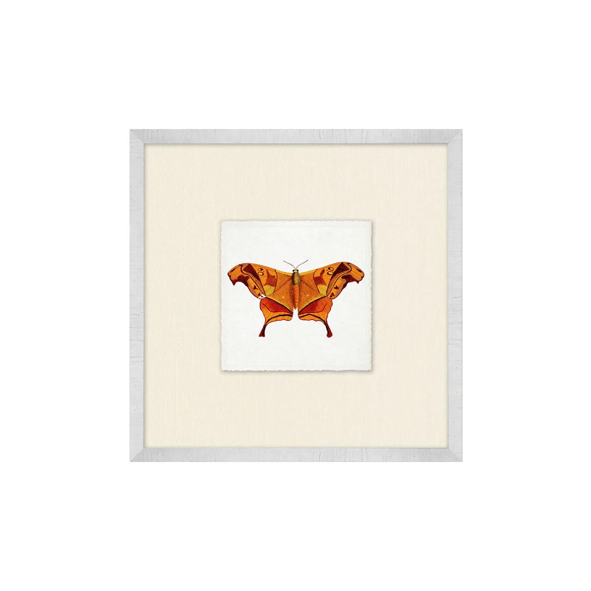 Butterfly Collection
