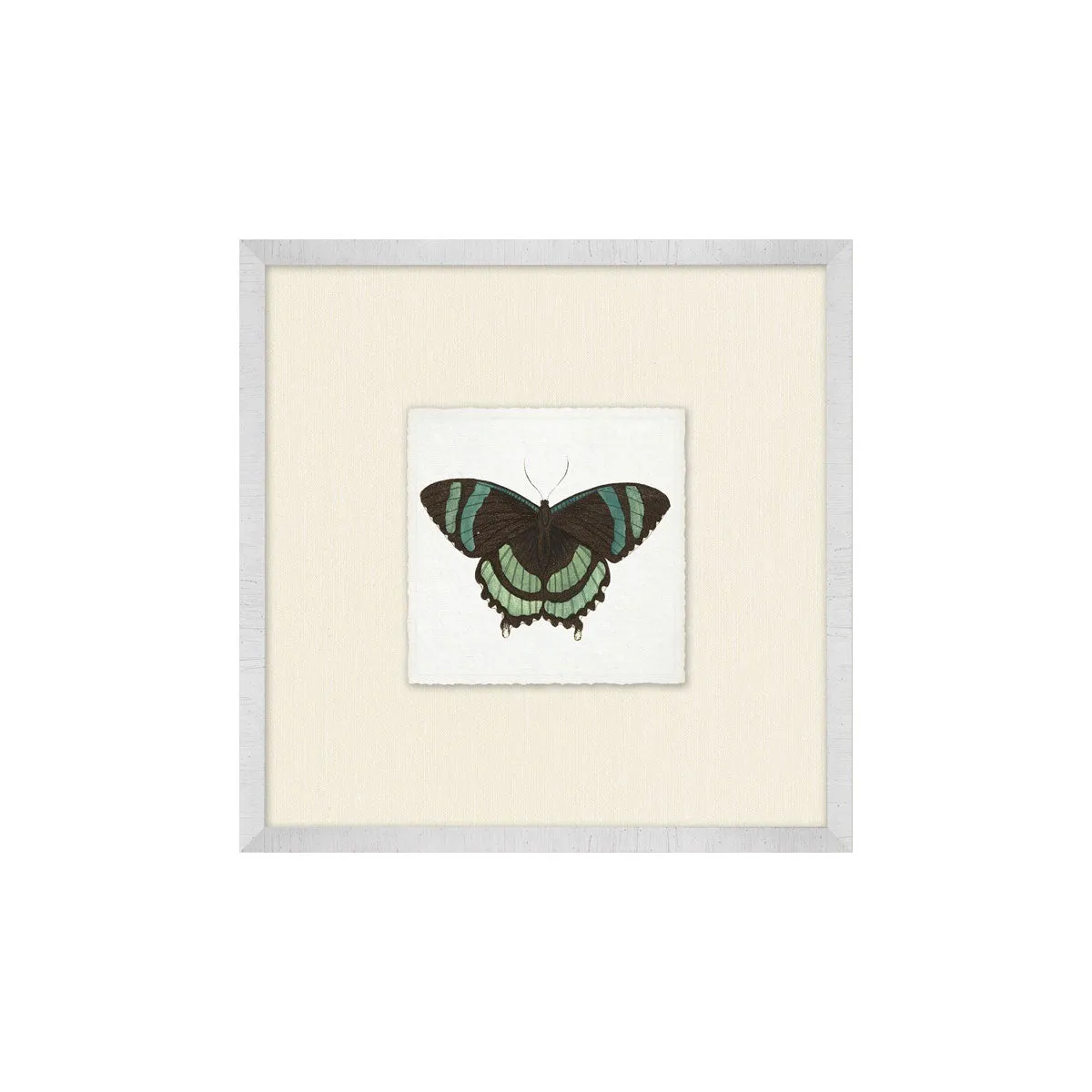 Butterfly Collection