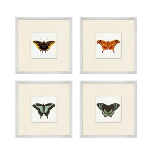 Butterfly Collection