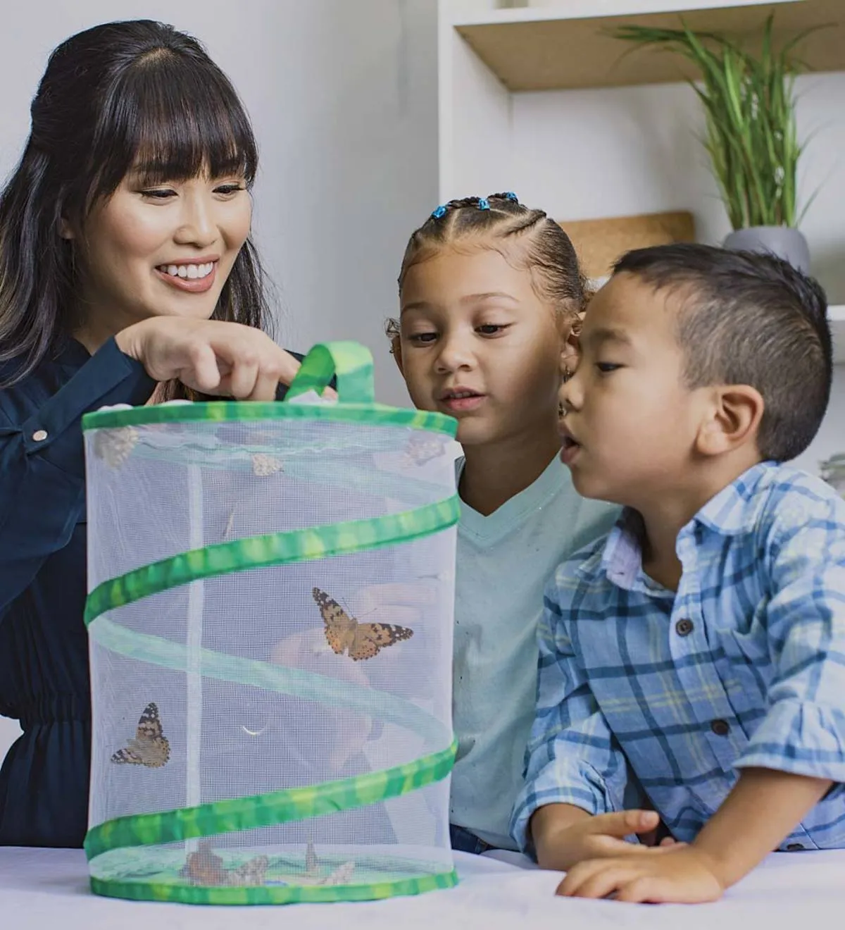 Butterfly Garden