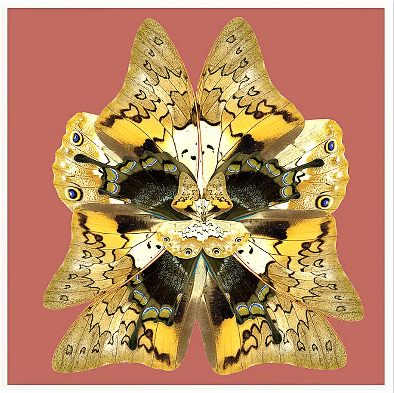 Dusk Wings: Terracotta