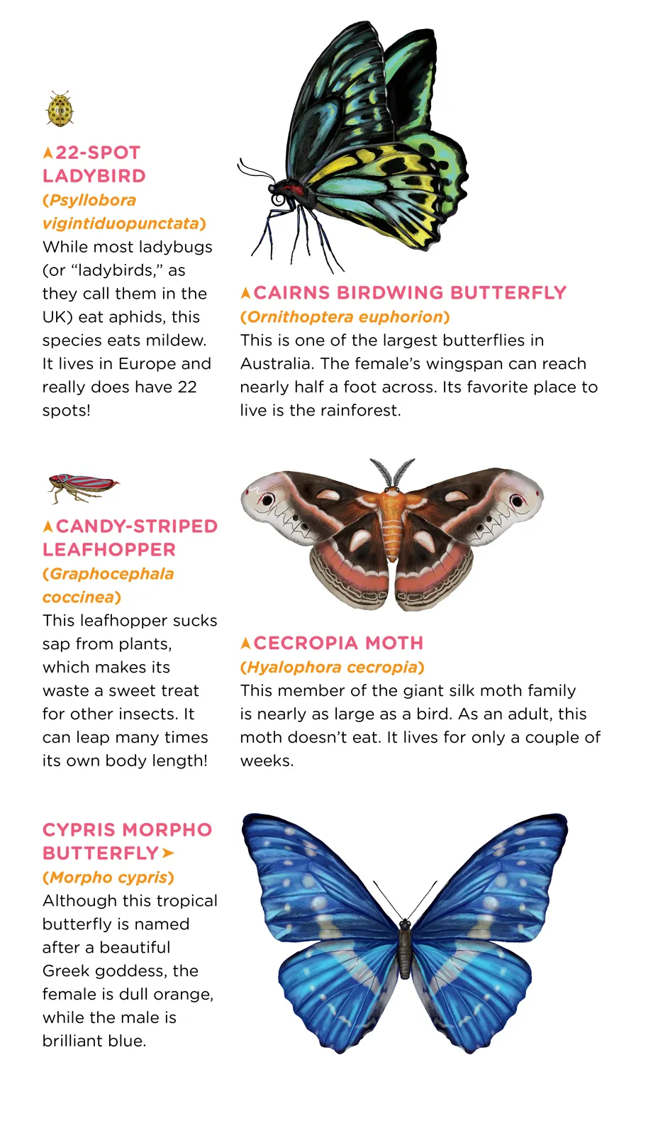 Flutter, Friendly, Tattoo Butterflies