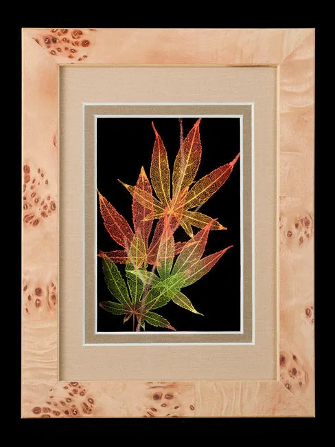 Japanese Maple Leaves 5 x 7