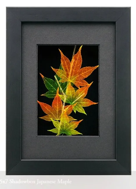 Japanese Maple Leaves 5 x 7