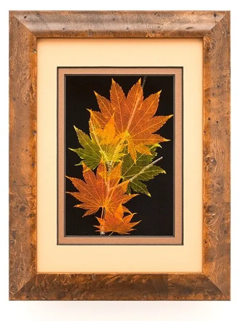 Japanese Maple Leaves 5 x 7