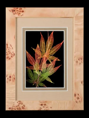 Japanese Maple Leaves 5 x 7