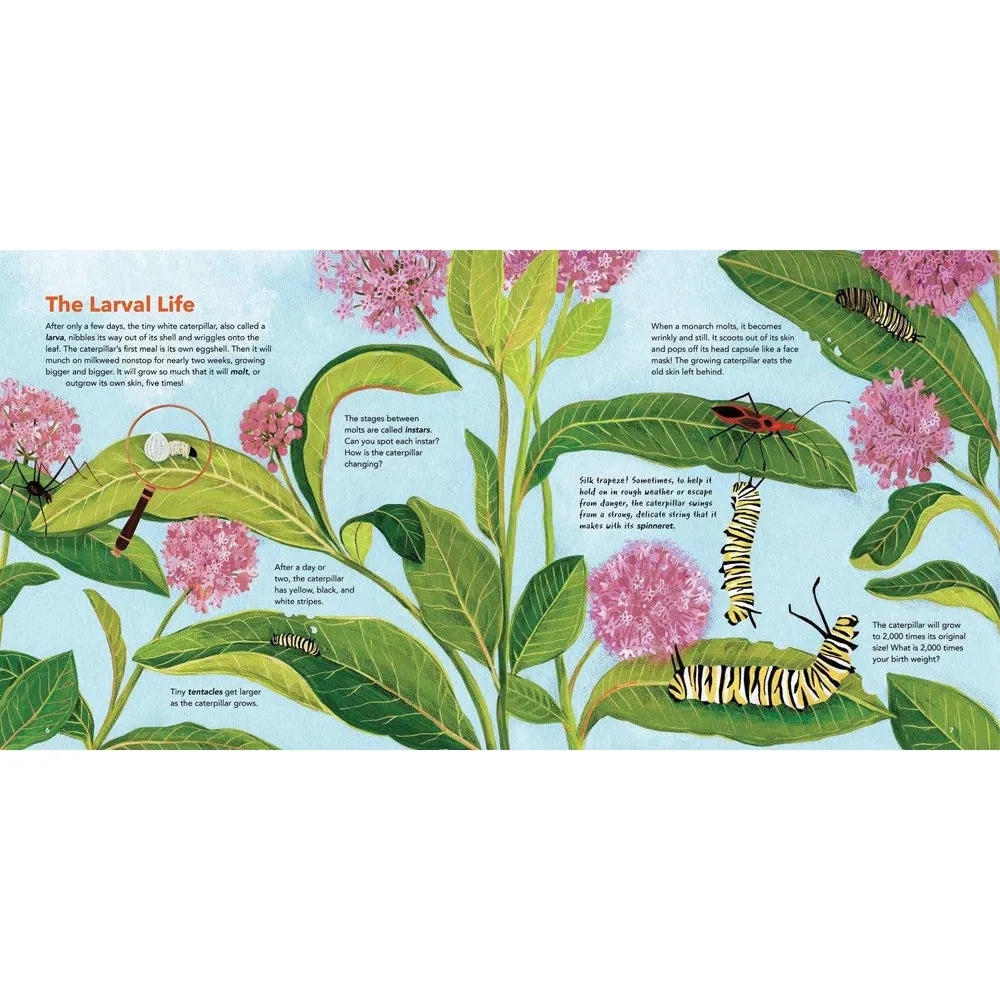 Monarch Butterlies