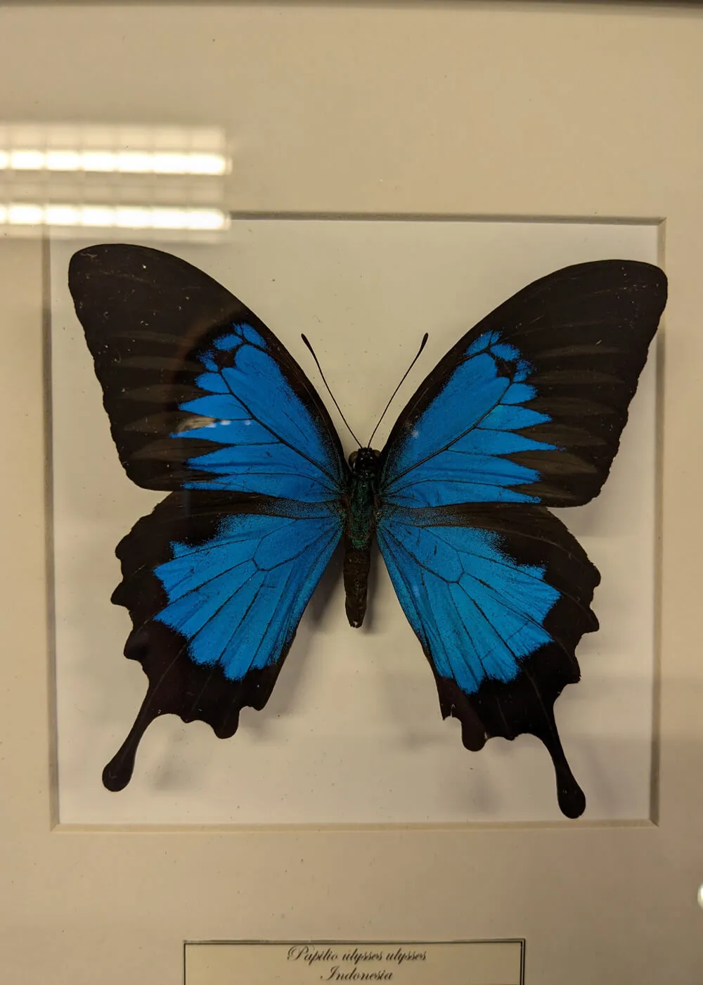 Succubus Curiosities Ulysses Butterfly Frame