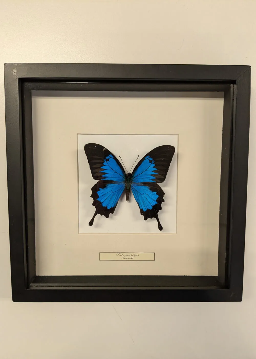 Succubus Curiosities Ulysses Butterfly Frame