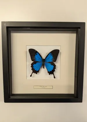 Succubus Curiosities Ulysses Butterfly Frame