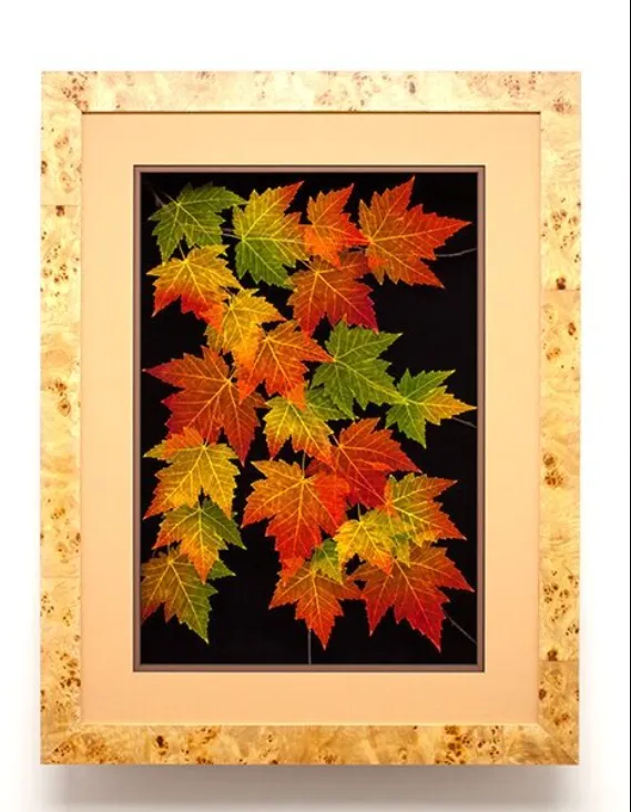 Sugar Maple Leaves 18 x 24
